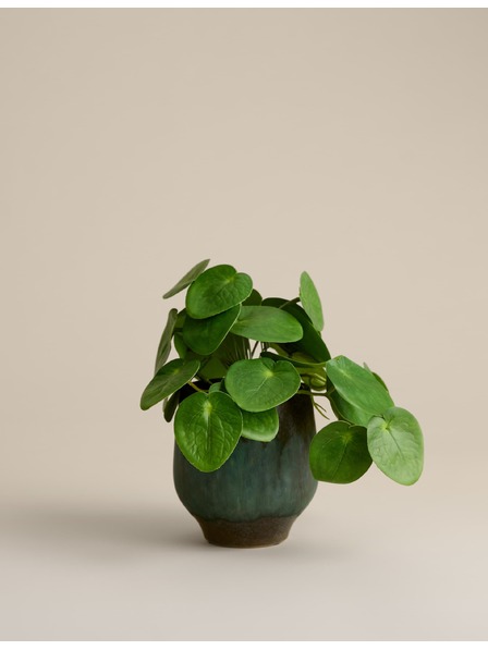 Marks & Spencer Künstliche Pilea-Pflanze in Keramiktopf Marks & Spencer grün